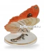 Бабочка