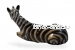 Зебра