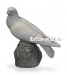 Голубь (мал.)
