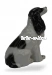 Спаниель 1