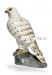 Сокол