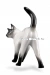 Сиамская кошка