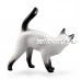 Сиамская кошка